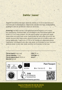 Fransdahlia ''Jaxon'' 1 stk.