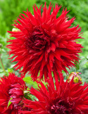Fransdahlia ''Jaxon'' 1 stk.