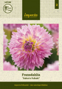 Fransdahlia ''Sakura Fubuki'' 1 stk.