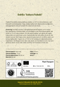 Fransdahlia ''Sakura Fubuki'' 1 stk.