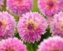 Fransdahlia ''Sakura Fubuki'' 1 stk.