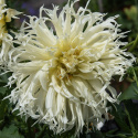 Fransdahlia ''Tsuki Yori No Shisha'' 1 stk.