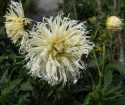 Fransdahlia ''Tsuki Yori No Shisha'' 1 stk.
