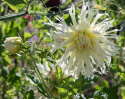 Fransdahlia ''Tsuki Yori No Shisha'' 1 stk.