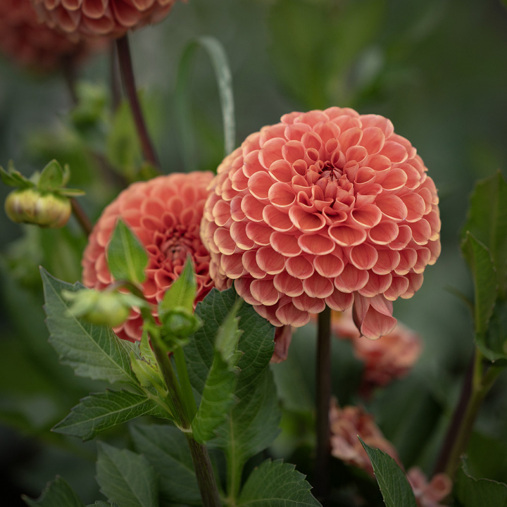 Pompondahlia 'Cornel Bronze' - Udsøgt pompondahlia. Rigtblomstrende på høje, kraftige stilke. Holdbar som snitblomst.