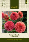 Pompondahlia 'Cornel Bronze' - Udsøgt pompondahlia. Rigtblomstrende på høje, kraftige stilke. Holdbar som snitblomst.