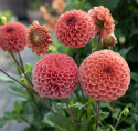 Pompondahlia 'Cornel Bronze' - Udsøgt pompondahlia. Rigtblomstrende på høje, kraftige stilke. Holdbar som snitblomst.