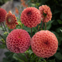 Pompondahlia 'Cornel Bronze' - Udsøgt pompondahlia. Rigtblomstrende på høje, kraftige stilke. Holdbar som snitblomst.