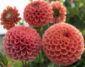 Pompondahlia 'Cornel Bronze' - Udsøgt pompondahlia. Rigtblomstrende på høje, kraftige stilke. Holdbar som snitblomst.