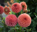 Pompondahlia 'Cornel Bronze' - Udsøgt pompondahlia. Rigtblomstrende på høje, kraftige stilke. Holdbar som snitblomst.