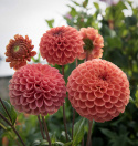 Pompondahlia 'Cornel Bronze' - Udsøgt pompondahlia. Rigtblomstrende på høje, kraftige stilke. Holdbar som snitblomst.