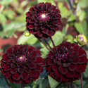 Pompondahlia 'Dark Spirit' - Pragtfuld pompondahlia med ca. 6-8 cm perfekt kuglerunde blomster. 