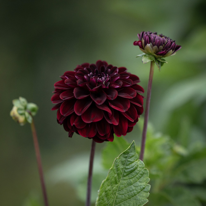Pompondahlia 'Dark Spirit' - Pragtfuld pompondahlia med ca. 6-8 cm perfekt kuglerunde blomster. 