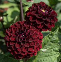 Pompondahlia 'Dark Spirit' - Pragtfuld pompondahlia med ca. 6-8 cm perfekt kuglerunde blomster. 
