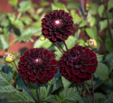 Pompondahlia 'Dark Spirit' - Pragtfuld pompondahlia med ca. 6-8 cm perfekt kuglerunde blomster. 