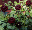 Pompondahlia 'Dark Spirit' - Pragtfuld pompondahlia med ca. 6-8 cm perfekt kuglerunde blomster. 