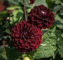 Pompondahlia 'Dark Spirit' - Pragtfuld pompondahlia med ca. 6-8 cm perfekt kuglerunde blomster. 