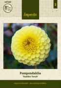 Pompondahlia 'Golden Torch', Rigtblomstrende på høje, kraftige stilke, udmærket til bed eller en stor krukke. Holdbar som snitblomst.