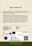 Pompondahlia 'Golden Torch', Rigtblomstrende på høje, kraftige stilke, udmærket til bed eller en stor krukke. Holdbar som snitblomst.