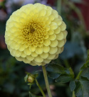 Pompondahlia 'Golden Torch', Rigtblomstrende på høje, kraftige stilke, udmærket til bed eller en stor krukke. Holdbar som snitblomst.