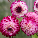 Pompondahlia ''''Little Robert'''' 1 stk.