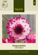Pompondahlia ''''Little Robert'''' 1 stk.