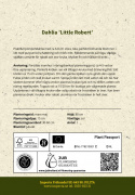 Pompondahlia ''''Little Robert'''' 1 stk.