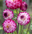 Pompondahlia ''''Little Robert'''' 1 stk.