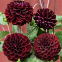 Pompondahlia ''''Natal'''' 1 stk.