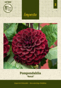 Pompondahlia ''''Natal'''' 1 stk.
