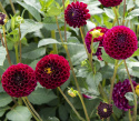 Pompondahlia ''''Natal'''' 1 stk.