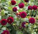Pompondahlia ''''Natal'''' 1 stk.