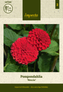 Pompondahlia 'Nescio', ca. 6-8 cm store, tætte, intensivt karminrøde, perfekt kuglerunde blomster. Meget fin og holdbar som snitblomst.