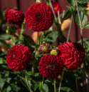 Pompondahlia 'Nescio', ca. 6-8 cm store, tætte, intensivt karminrøde, perfekt kuglerunde blomster. Meget fin og holdbar som snitblomst.