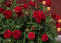 Pompondahlia 'Nescio', ca. 6-8 cm store, tætte, intensivt karminrøde, perfekt kuglerunde blomster. Meget fin og holdbar som snitblomst.