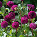 Pompondahlia 'Rocco', perfekt kuglerunde blomster i blommefarvet til mørk purpur. Holdbar som snitblomst.
