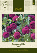 Pompondahlia 'Rocco', perfekt kuglerunde blomster i blommefarvet til mørk purpur. Holdbar som snitblomst.