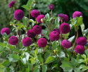 Pompondahlia 'Rocco', perfekt kuglerunde blomster i blommefarvet til mørk purpur. Holdbar som snitblomst.