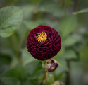 Pompondahlia 'Rocco', perfekt kuglerunde blomster i blommefarvet til mørk purpur. Holdbar som snitblomst.