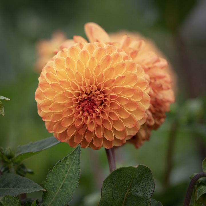 Pompondahlia ''''Souvenir d''''Ete'''' 1 stk.