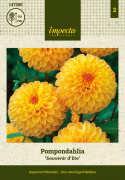 Pompondahlia ''''Souvenir d''''Ete'''' 1 stk.