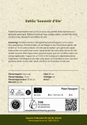 Pompondahlia ''''Souvenir d''''Ete'''' 1 stk.