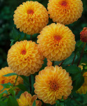 Pompondahlia ''''Souvenir d''''Ete'''' 1 stk.