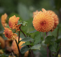 Pompondahlia ''''Souvenir d''''Ete'''' 1 stk.