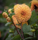 Pompondahlia ''''Souvenir d''''Ete'''' 1 stk.