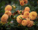 Pompondahlia ''''Souvenir d''''Ete'''' 1 stk.