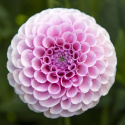 Pompondahlia ''''Stolze von Berlin'''' 1 stk.