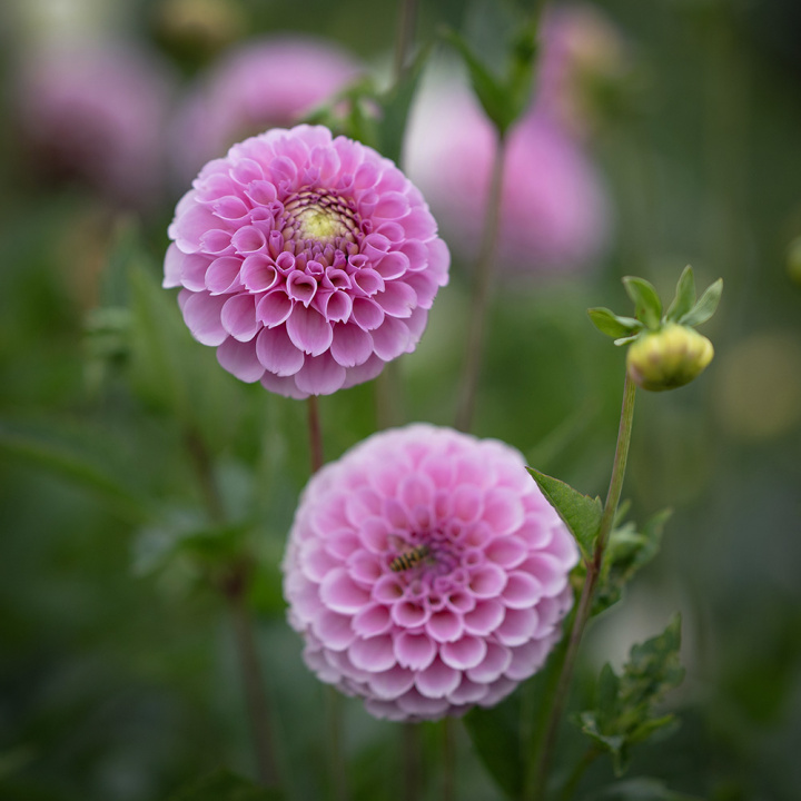 Pompondahlia ''''Stolze von Berlin'''' 1 stk.