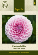 Pompondahlia ''''Stolze von Berlin'''' 1 stk.