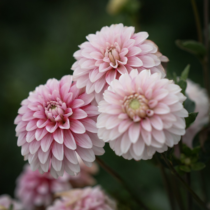 Dekorativdahlia 'Strawberry Cream', ca. 7-10 cm store, fyldte blomster i flødehvid med striber og pletter i jordbærrød på høje, kraftige stilke.